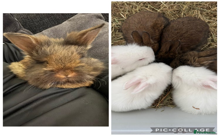 Lionhead rabbits - Advert 1