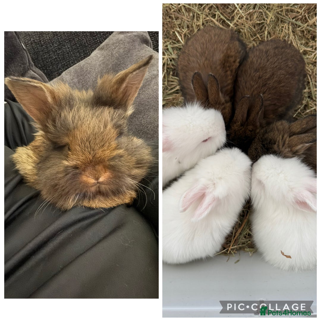 Lionhead rabbits for sale: 6x Mini Lop x Lionhead Kits - Image 1