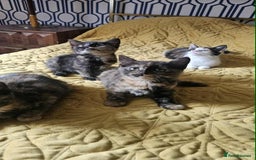 British Shorthair cats for sale: PURE BSH KITTENS READY NOW! - Image 17