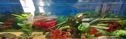 Cichlids fish for sale: Cichlids for sales - Advert 10