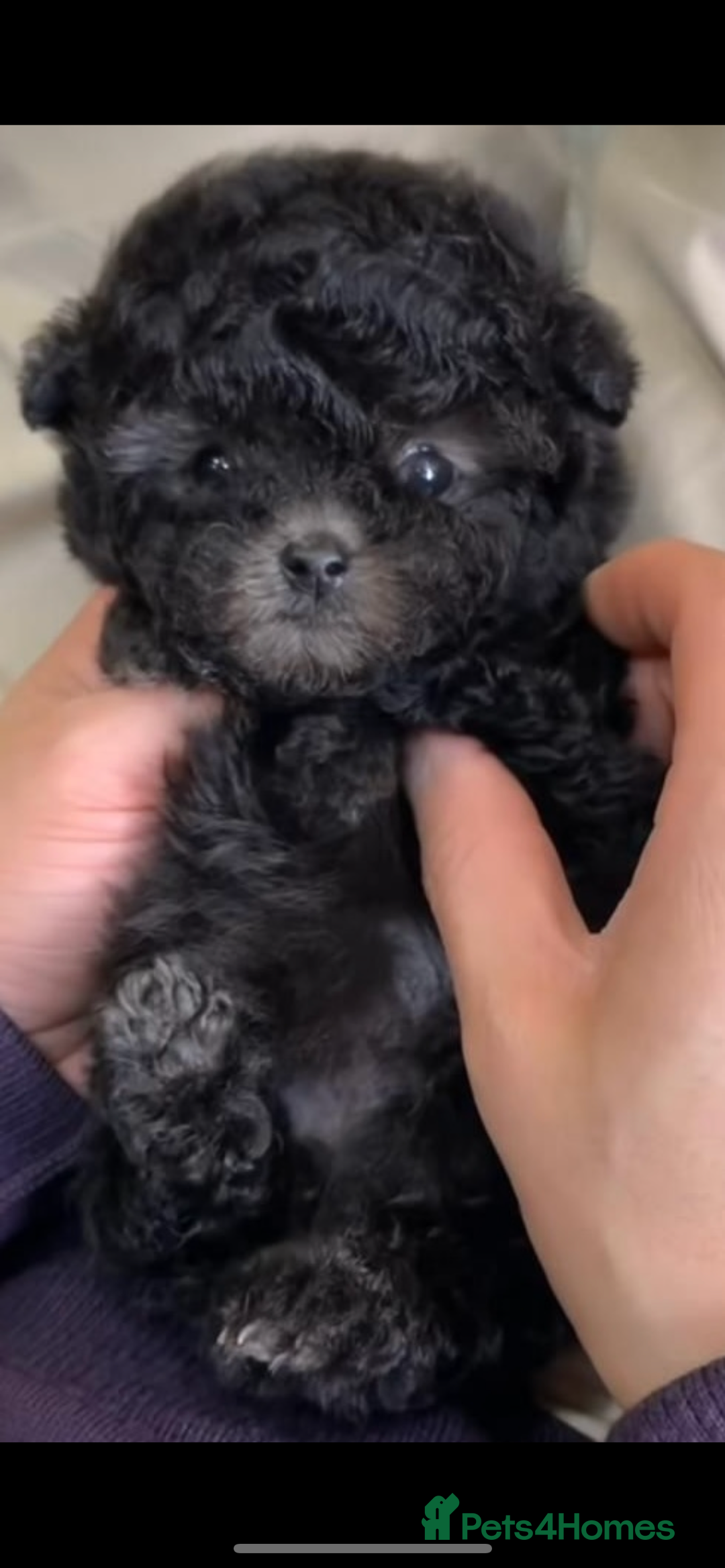 Mixed Breed dogs for sale: Rare SILVER 3/4 Asian Poodle puppies  - Image 1