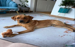 Labrador Retriever dogs for sale: Fabulous Labrador Puppies - Image 11