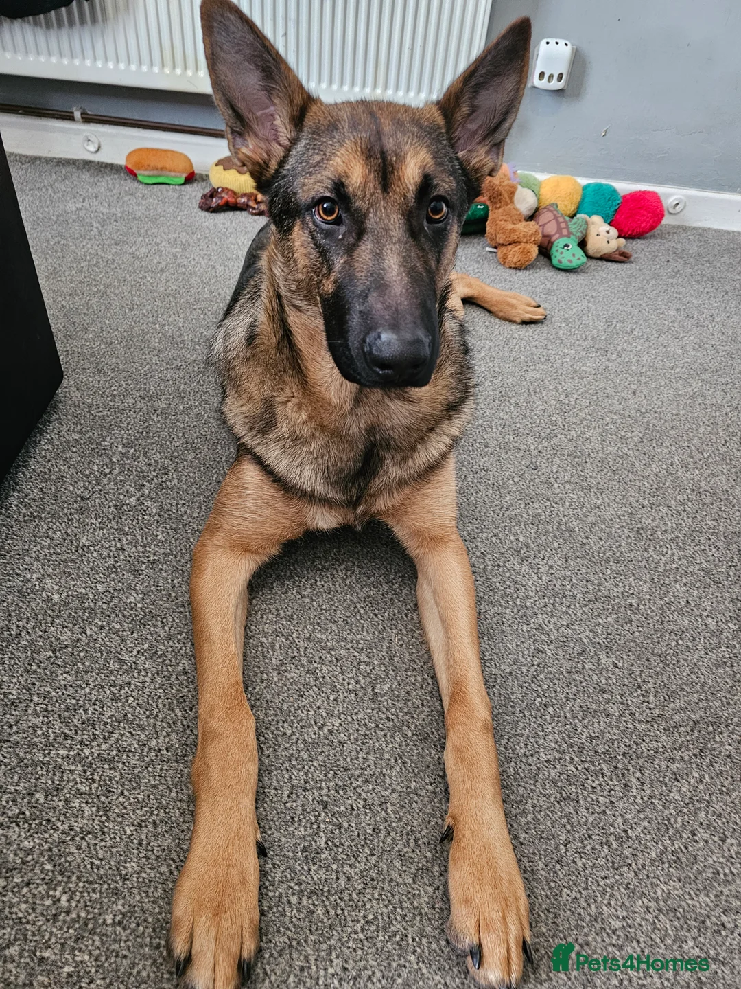Mixed Breed dogs for sale: Belgian malinois cross german shephard - Advert 2