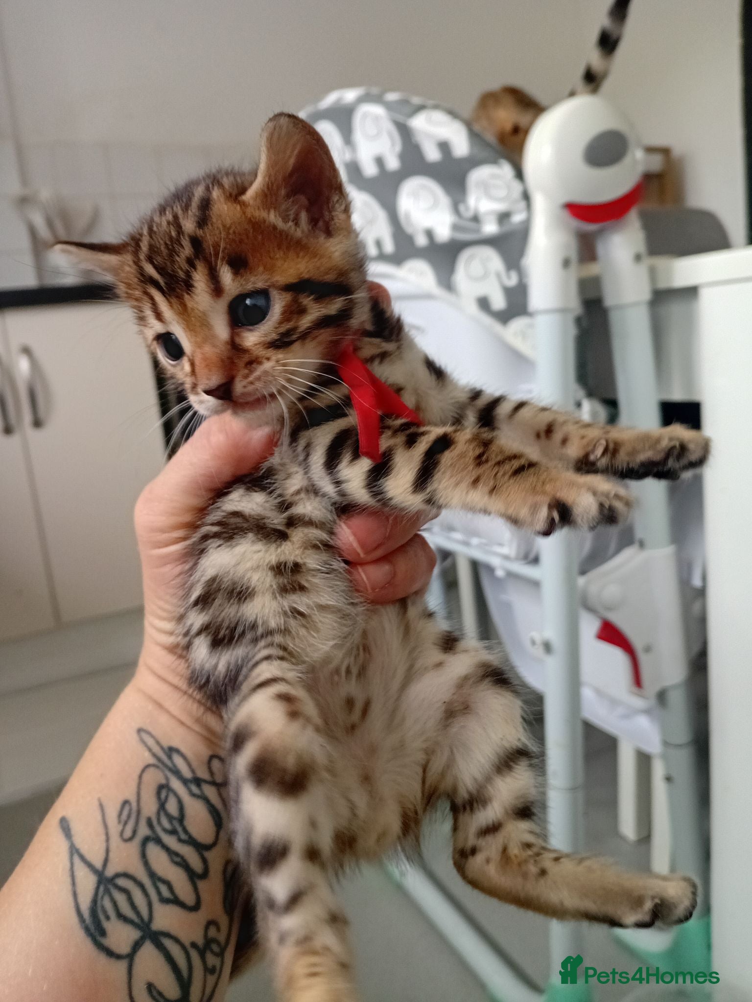 Bengal cats 2 stunning pure breed bengal kits - Advert 13