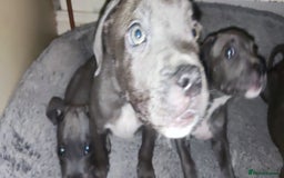 Mixed Breed dogs for sale: Caine corso/ American bully 10 weeks - Advert 10