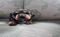 Mixed Breed dogs for sale: 1 Jack Russell x mini dashound puppies £800 - Image 10