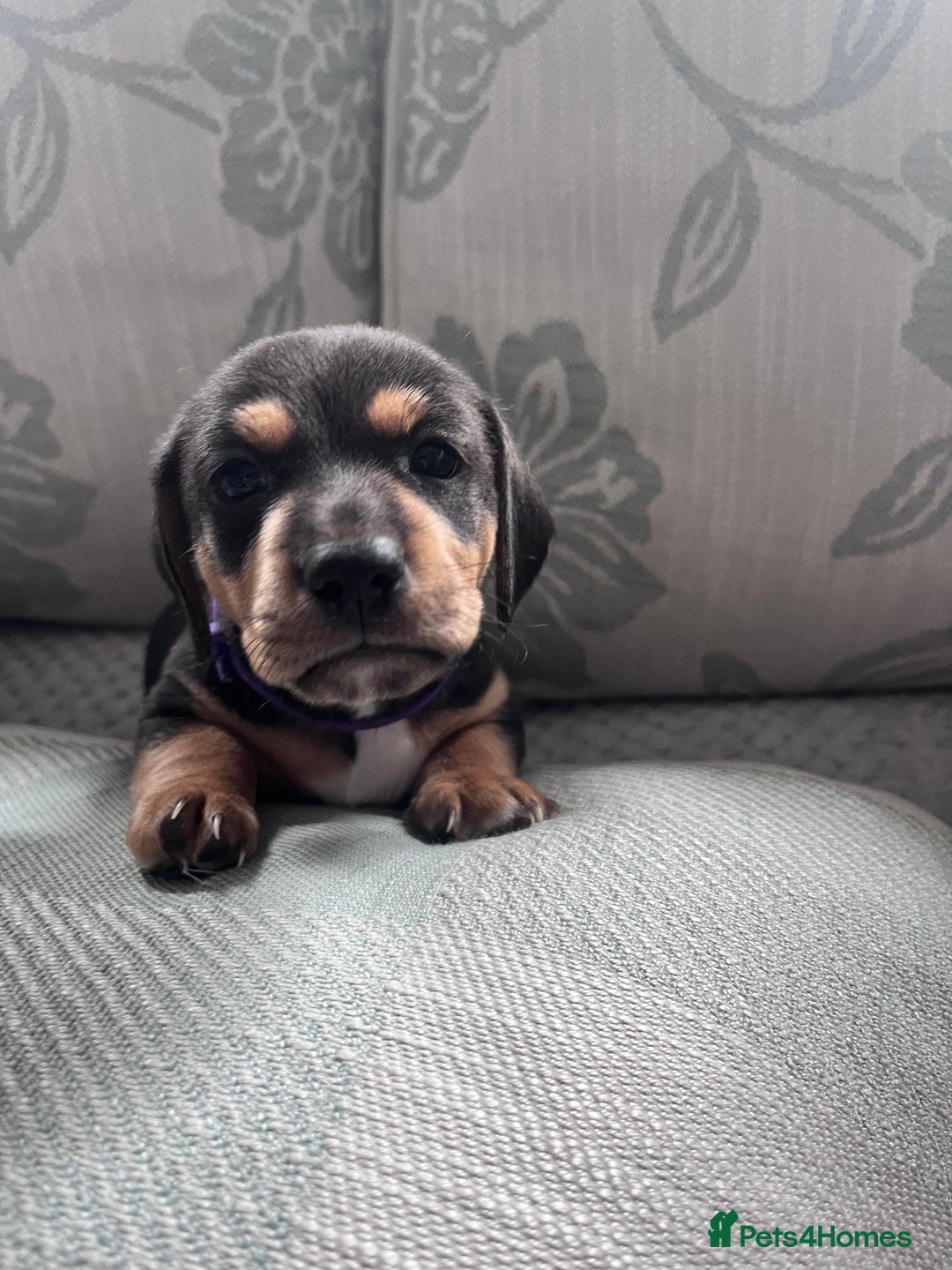 Mixed Breed dogs for sale: 1 Jack Russell x mini dashound puppies £800 - Image 10