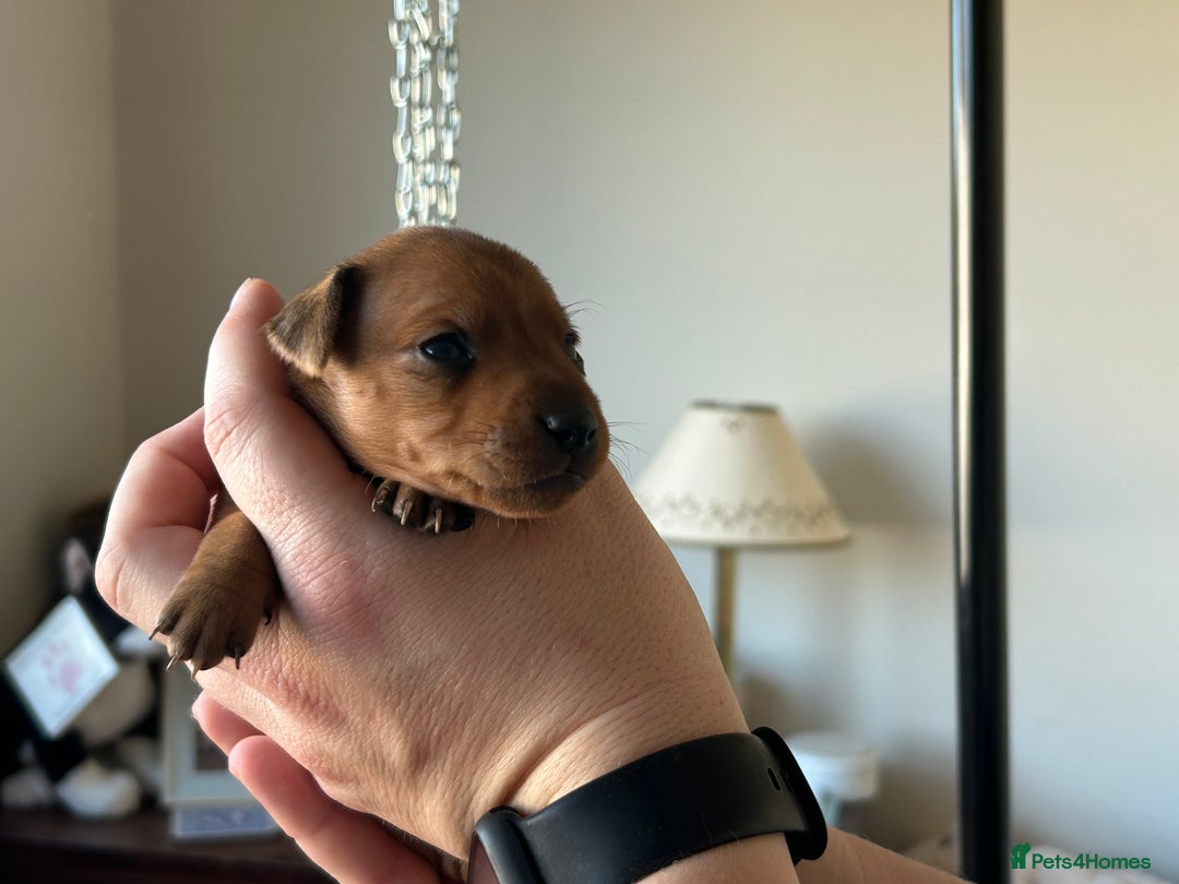Miniature Pinscher dogs for sale: Stunning KC Miniature Pinscher puppies - Image 4