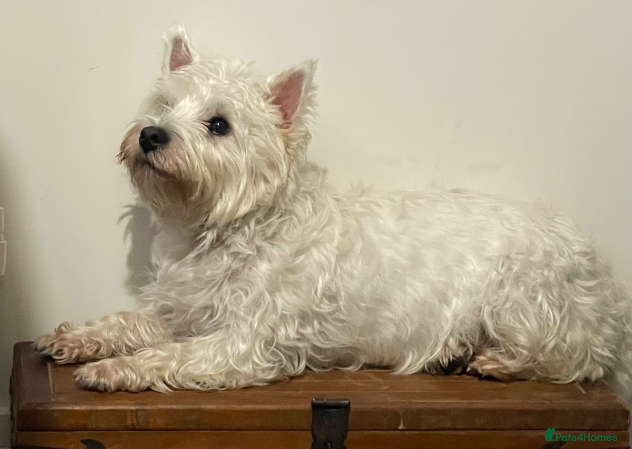 West Highland Terrier dogs for sale: Beautiful Westie puppies  - Advert 2