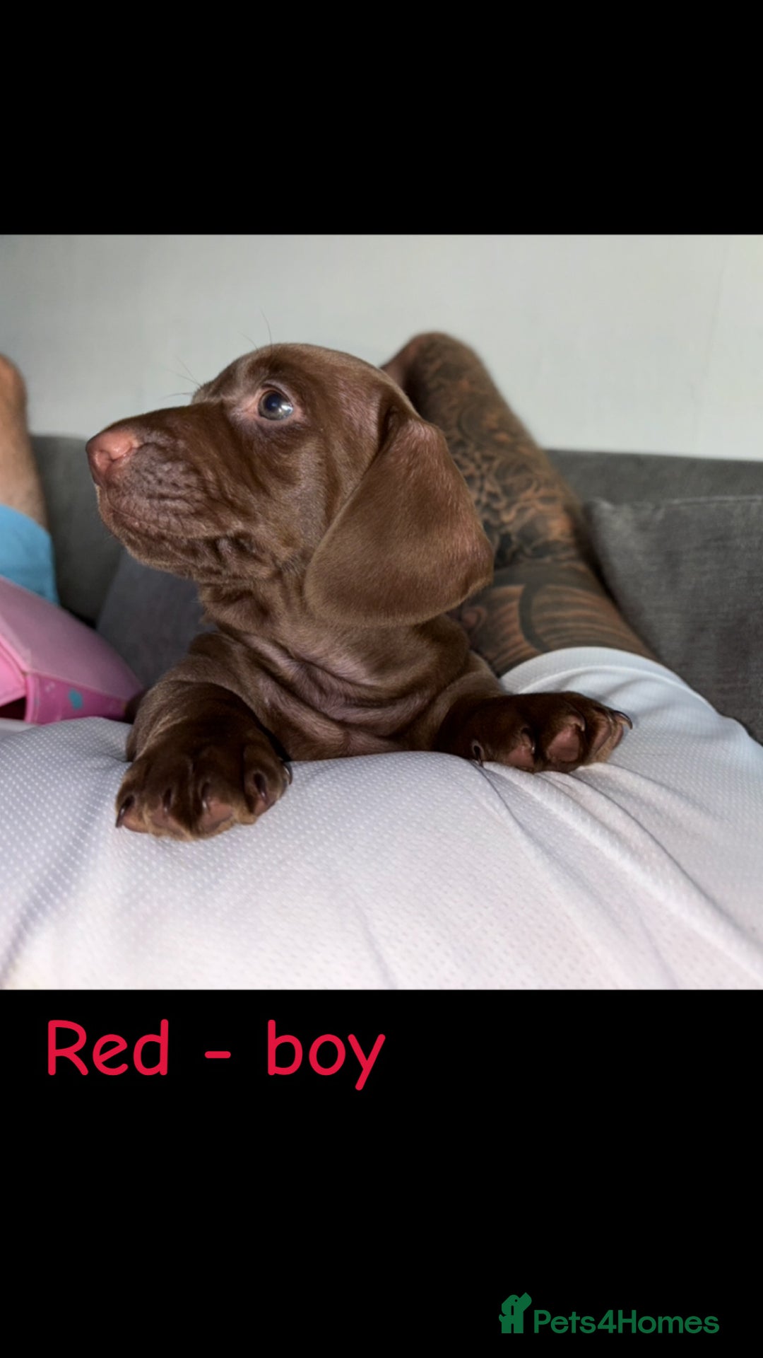 Miniature Dachshund dogs for sale: One male left. LAST PUP Miniature dachshund!  - Image 15