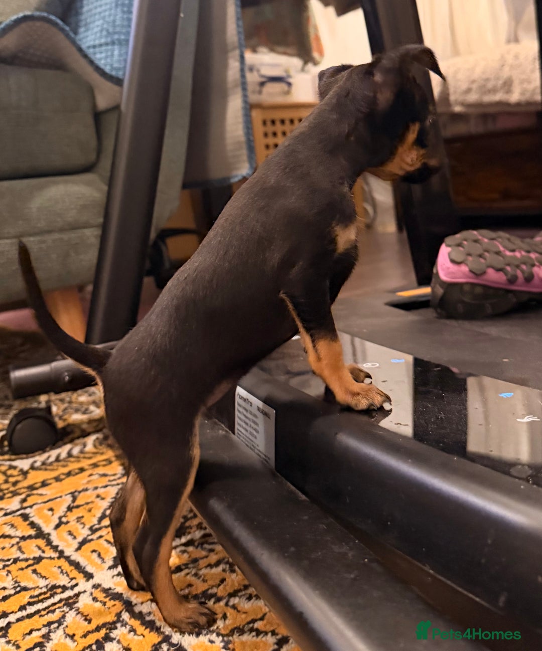 Russian Toy Terrier dogs for sale: Cutest little friend for life  - Advert 16