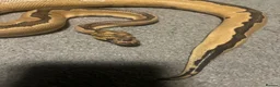 Python Snake reptiles for sale: Gorgeous Ball Python named Indie  - Advert 1