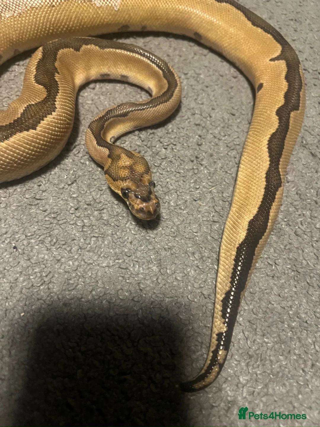 Python Snake reptiles for sale: Gorgeous Ball Python named Indie  - Advert 1