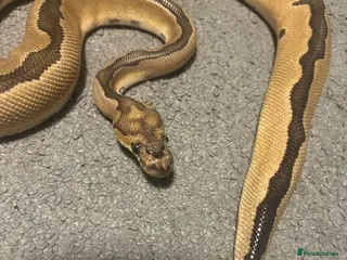 Python Snake reptiles Gorgeous Ball Python named Indie - Advert 1