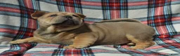 Chow Chow dogs for sale: beautiful smooth and rough coat chow babies - Advert 12