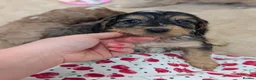 Cockapoo dogs for sale: Show Type Cockapoo Puppies DNA clear  - Advert 23