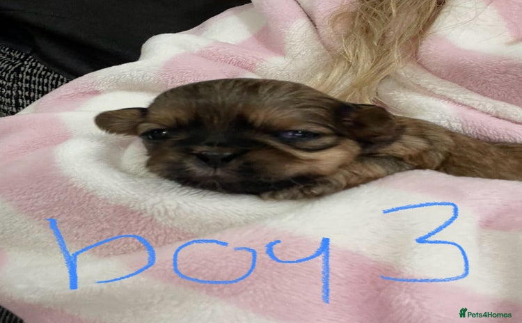 Shih Tzu dogs - Advert 16