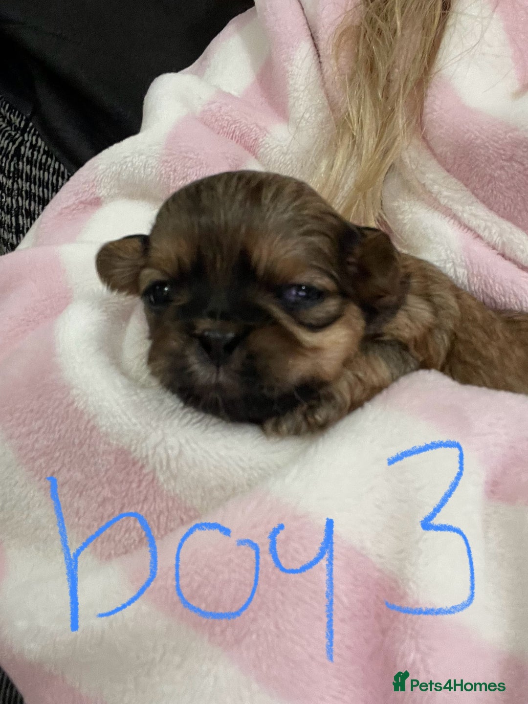 Shih Tzu dogs for sale: NEW Beautiful shih tzu puppies!!  - Image 4