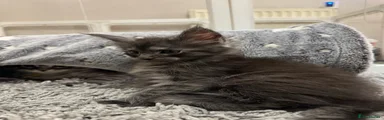 Maine Coon 1