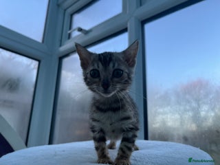 Bengal cats CUTE SILVER FEMALE BENGAL KITTEN (TICA) - Advert 5