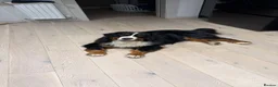Bernese Mountain Dog dogs for stud: Alina  in ELY - Advert 3