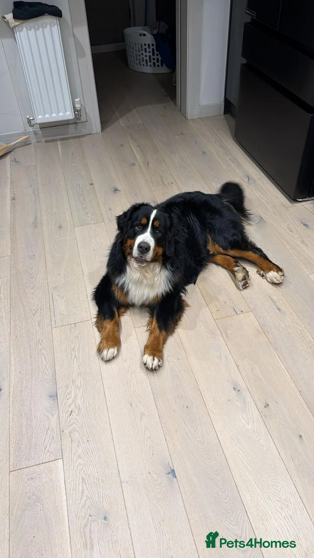 Bernese Mountain Dog dogs for stud: Alina  in ELY - Advert 3