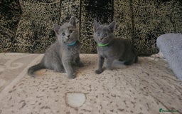 Russian Blue cats for sale: **TICA full pedigree Russian Blue kittens - Image 7