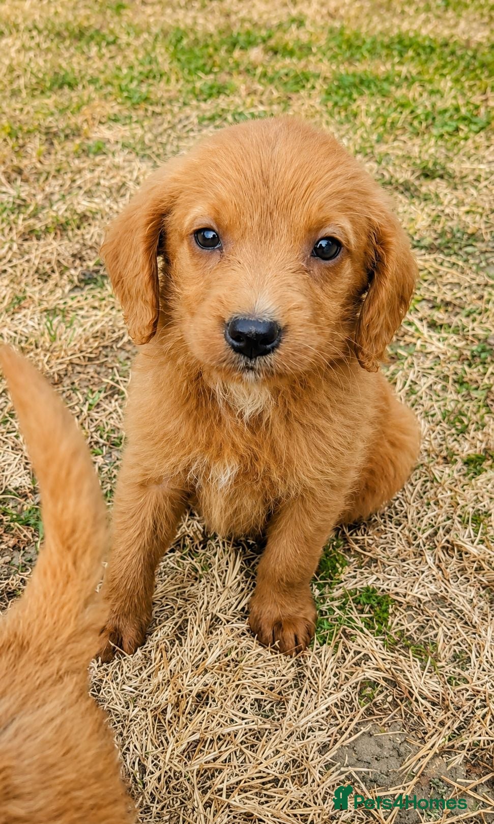 Labradoodle dogs Ready now Gorgeous Labradoodle puppies - Advert 2