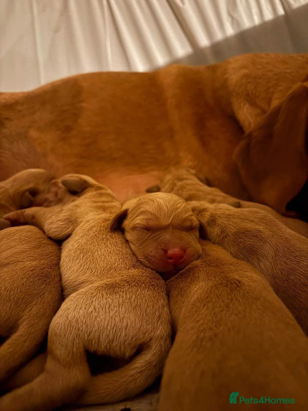Labrador Retriever dogs for stud: Fox Red Champion Line Working Lab - Advert 6