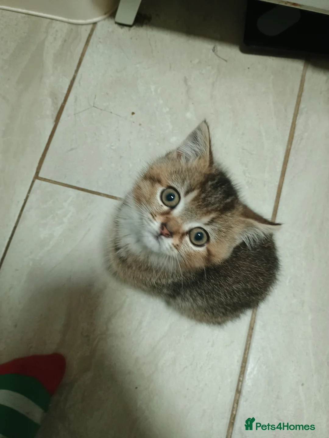 British Shorthair cats for sale: Fully vaccs British shorthair kittens.Ready now - Advert 8