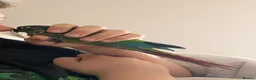 Conures birds for sale: Trevor the green cheeked conure hand reared + cage - Advert 3