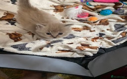 Ragdoll cats for sale: Ragdoll kittens   in Southampton - Image 9