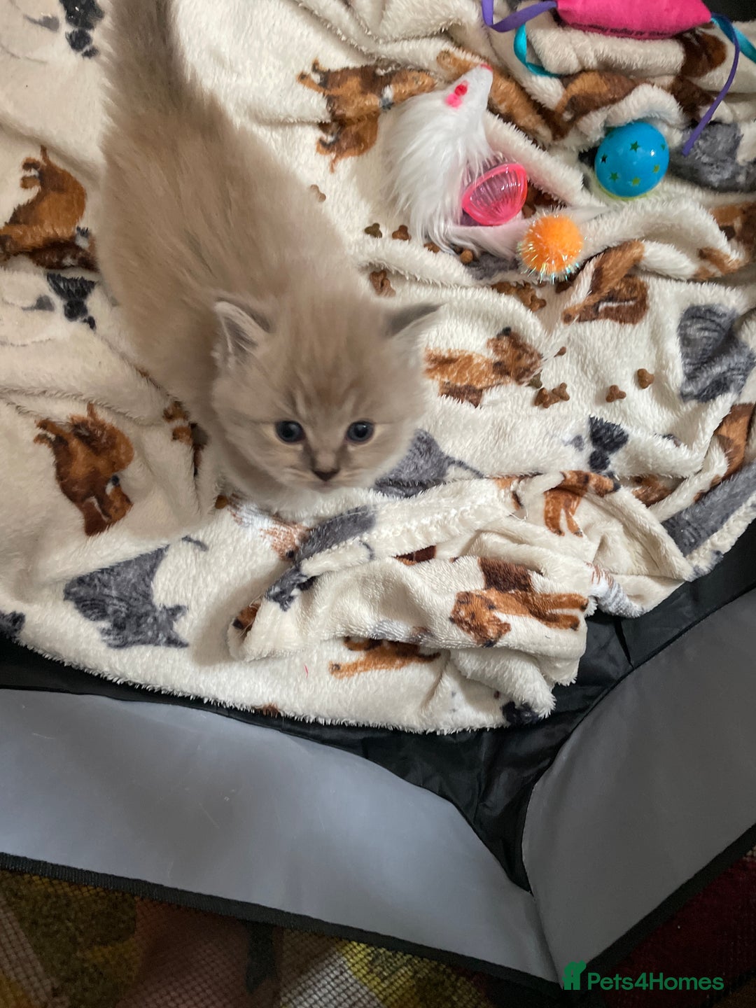 Ragdoll cats for sale: Ragdoll kittens   in Southampton - Image 9