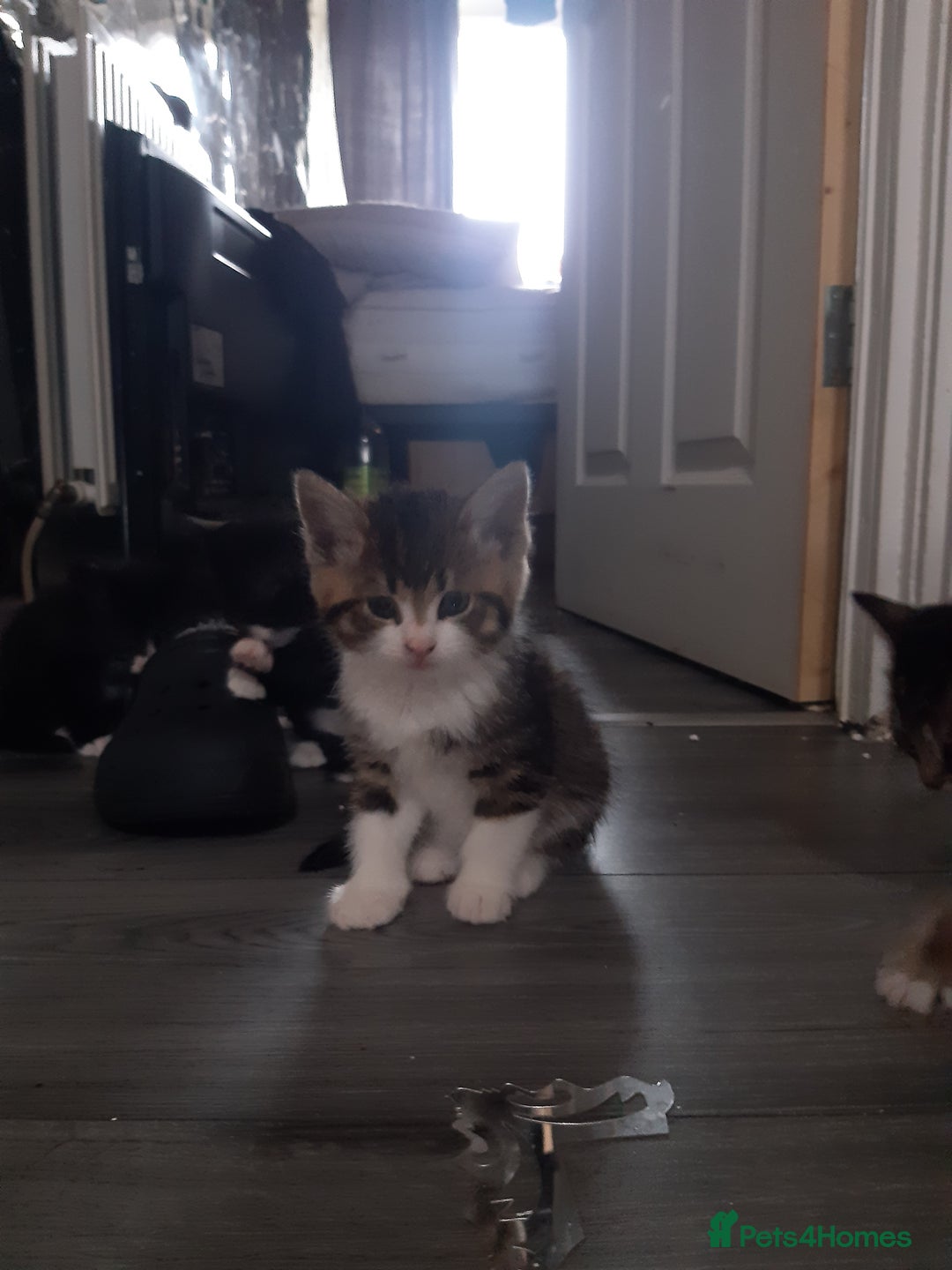 Mixed Breed cats for sale: Ready to go on the 28th - Advert 10