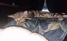 Domestic Shorthair cats for sale: 2 beautiful girls for sale  - Image 7