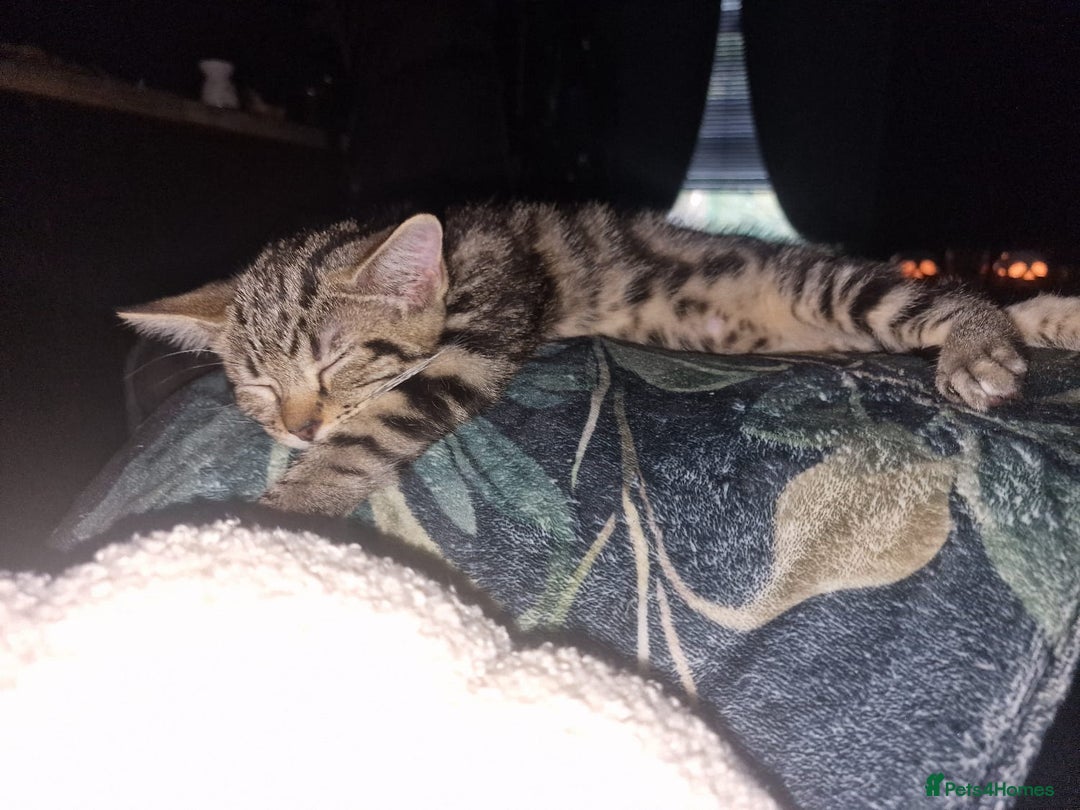 Domestic Shorthair cats for sale: 2 beautiful girls for sale  - Image 7