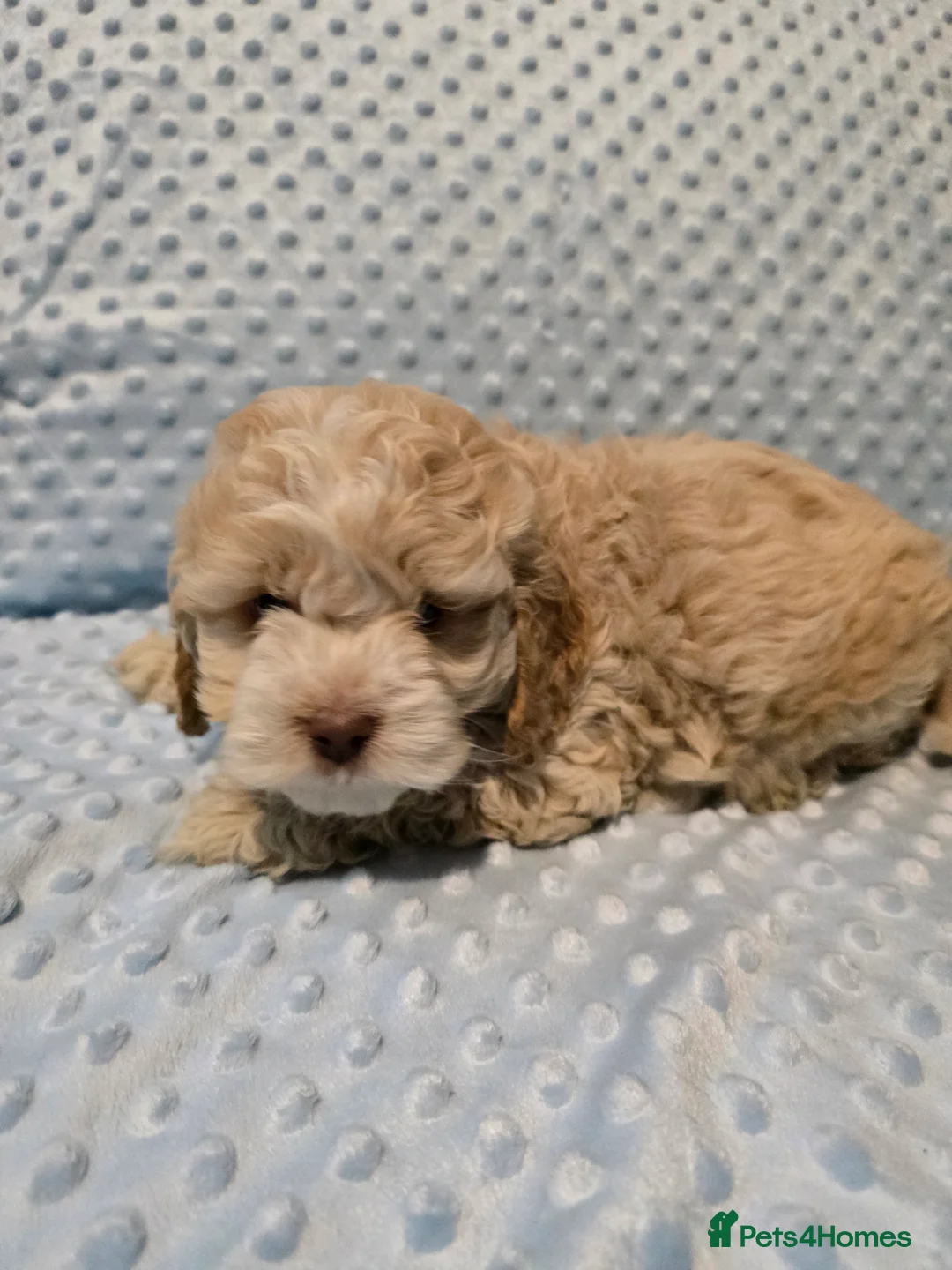 Cockapoo dogs for sale: Cockapoo puppies ready now - Advert 8