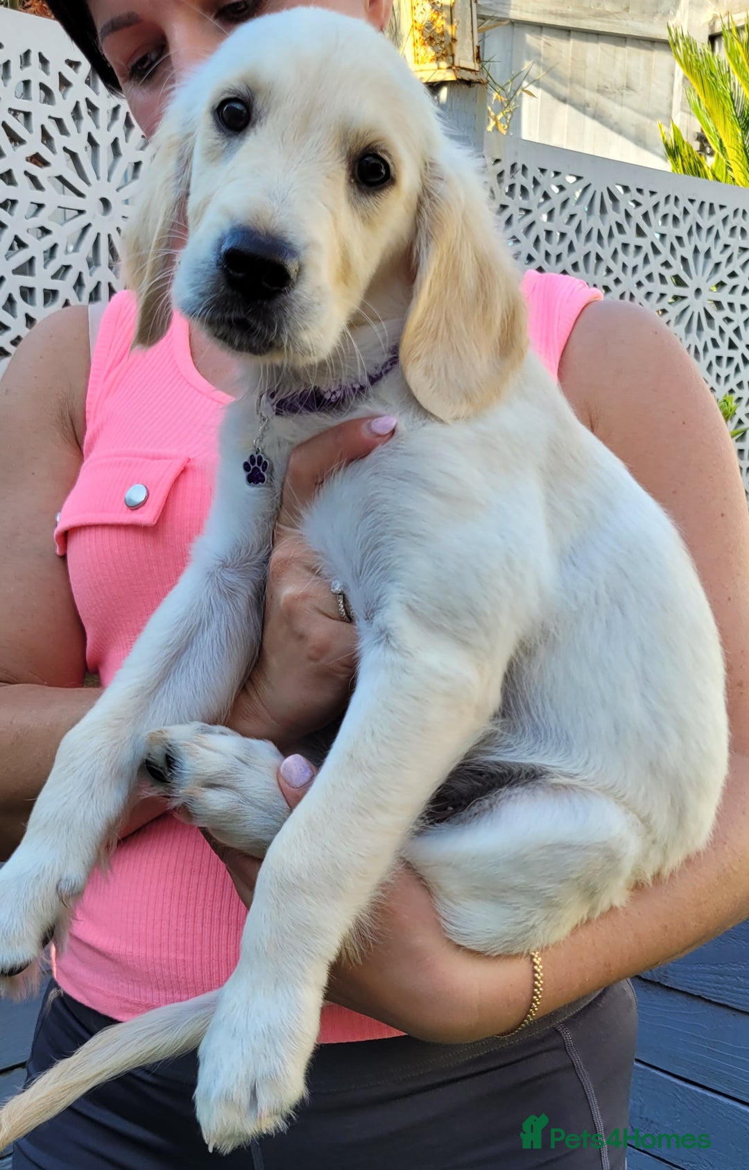 Golden Retriever dogs for sale: READY NOW Stunning Golden Retriever PUPPIES-3 LEFT - Image 26