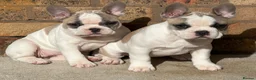 French Bulldog dogs for sale: 3 Beautiful French Bulldog looking for a new home - Advert 10