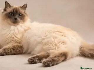 Ragdoll cats Adorable Ragdoll Cross Kittens– Fluffy - Advert 7