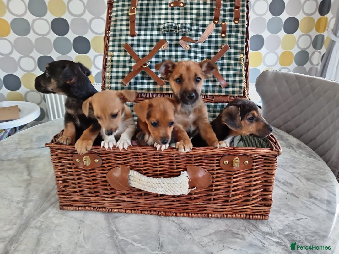 Jack Russell dogs for sale: Jack Russell Puppies Available Now  - Image 5