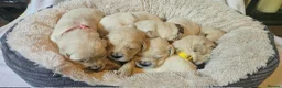 Golden Retriever dogs for sale: KC Registered Show Line Golden Retriever Puppies - Advert 12