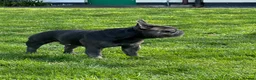 French Bulldog dogs for stud: Handsome boy for stud - Advert 4