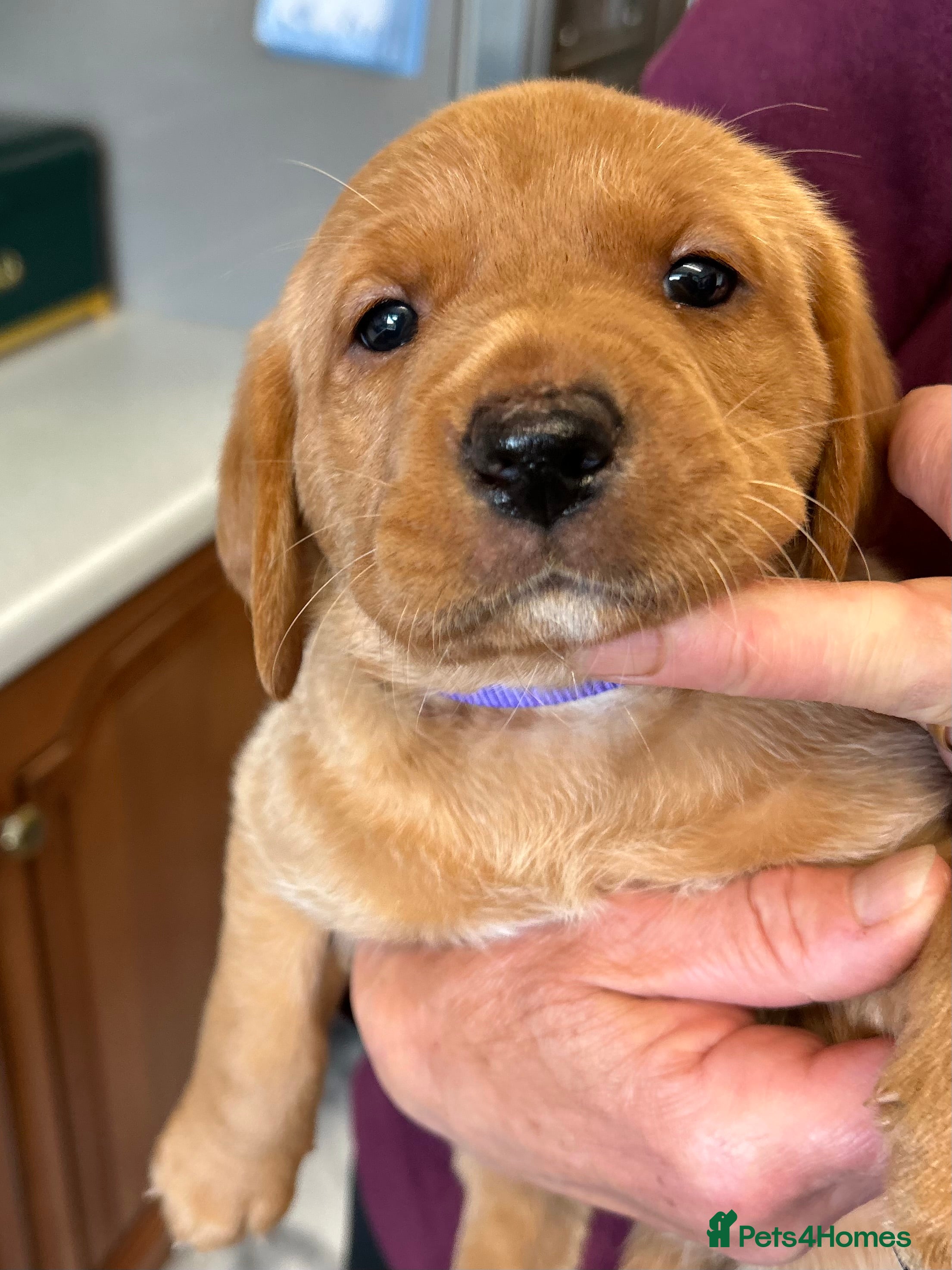 Labrador Retriever dogs KC Registered Fox Red Labrador Litter - Advert 2