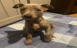Whippet dogs for sale: One boy left! Blue whippet Puppies - Image 24