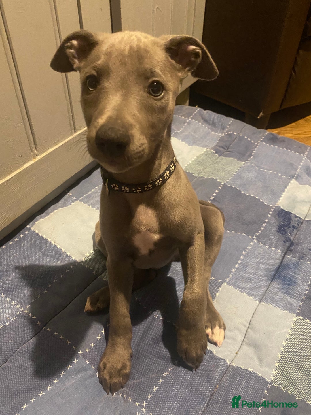Whippet dogs for sale: One boy left! Blue whippet Puppies - Image 24