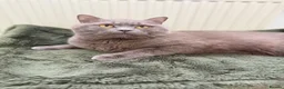 British Shorthair cats for sale: Bear, fawn/lilac Male British Shorthair  - Advert 13