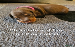 Dachshund dogs for sale: Dachshund Puppies for sale  - Image 7