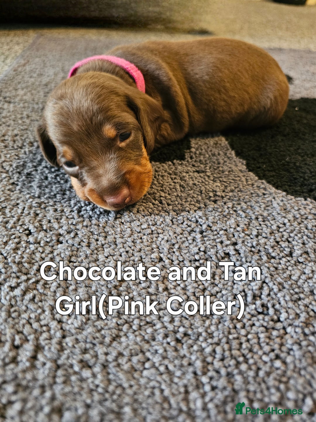 Dachshund dogs for sale: Dachshund Puppies for sale  - Image 7