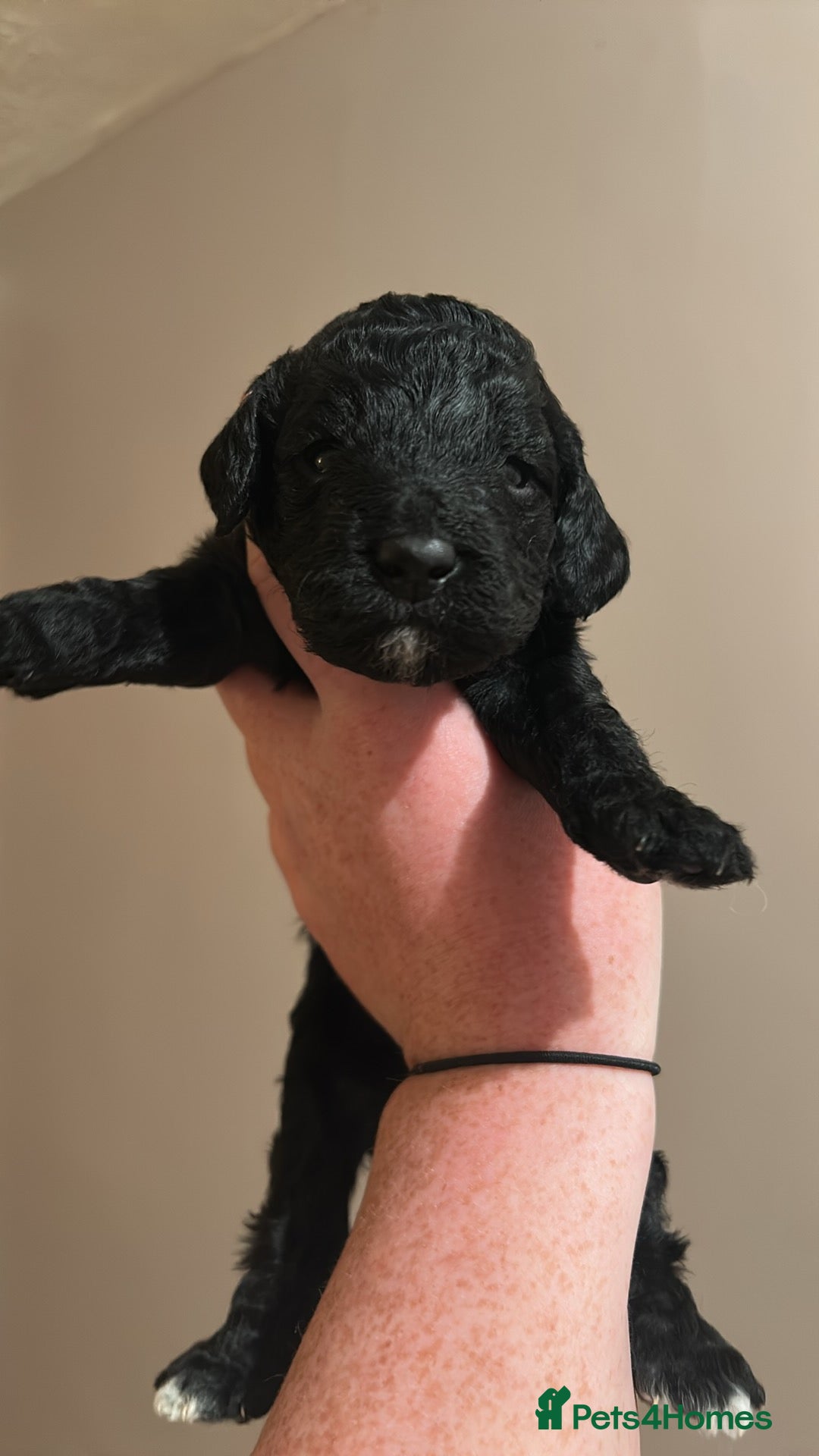 Mixed Breed dogs for sale: Beautiful miniature labradoodle puppies  - Advert 9